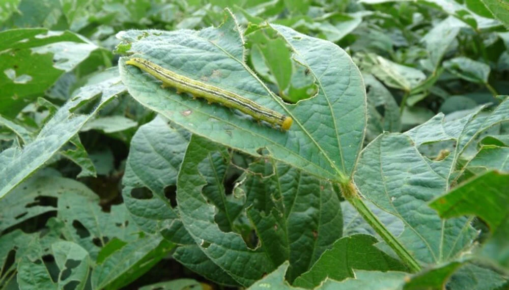 APARICIÓN Y DESARROLLO. En 2021/22 se había reportado la presencia de larvas y de daños de la oruga medidora sobre la soja Intacta, que fueron creciendo durante las campañas subsiguientes.