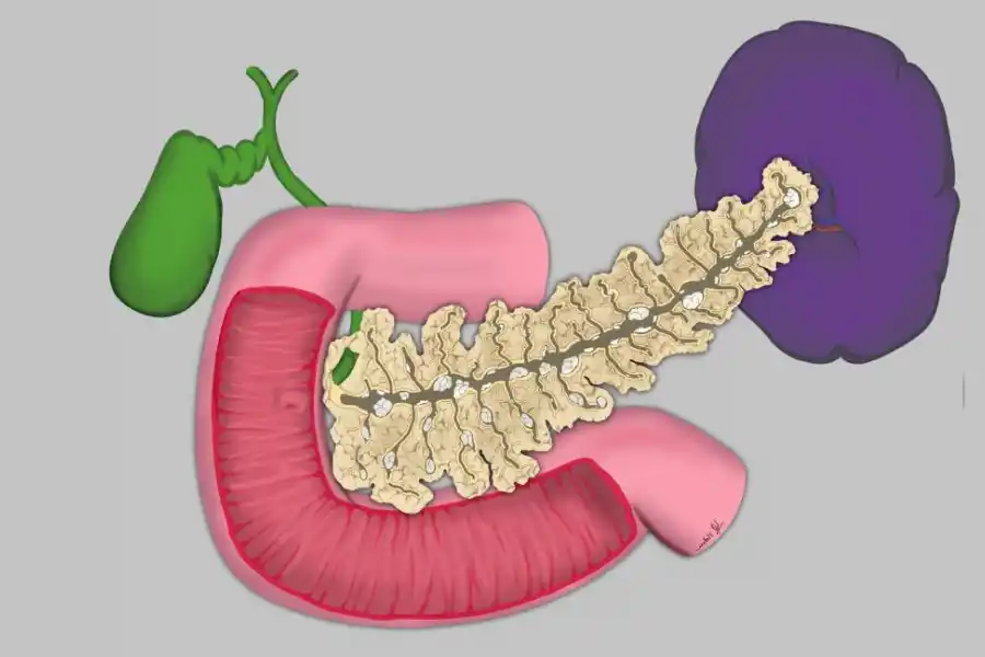 El páncreas tiene dos funciones, una hormonal y otra digestiva.