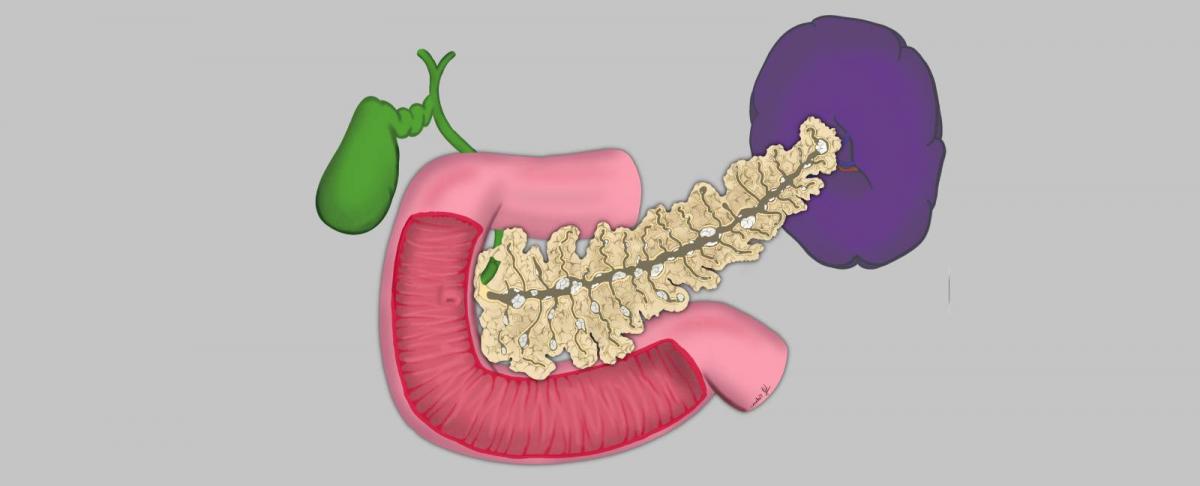 El páncreas tiene dos funciones, una hormonal y otra digestiva.
