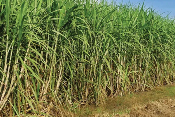 Concurso literario: “Cuentos del cañaveral”