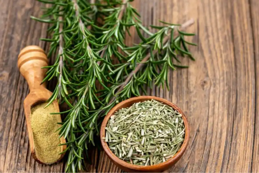 El romero posee propiedades que ayudan al correcto funcionamiento del organismo