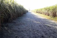 Controversia por la cifra de caña disponible por la helada, los daños y el azúcar final