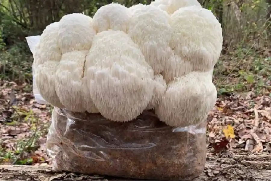 La melena de león es un hongo que se cultiva y se comercializa