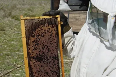 Antioxidante y cicatrizante: el alimento que mejora tus defensas y calma la tos