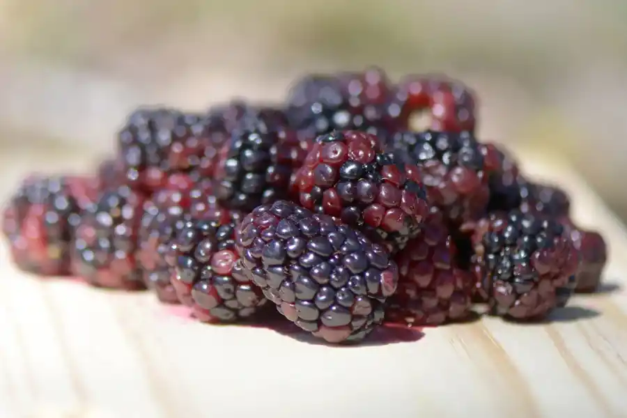 La mora tiene múltiples beneficios para la salud