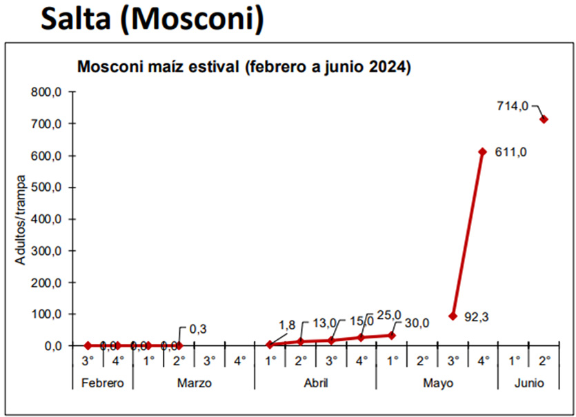 Figura 4: Dinámica poblacional de Dalbulus maidis en trampas cromáticas adhesivas para Gral. Mosconi correspondiente al periodo de mayo a junio de 2024.