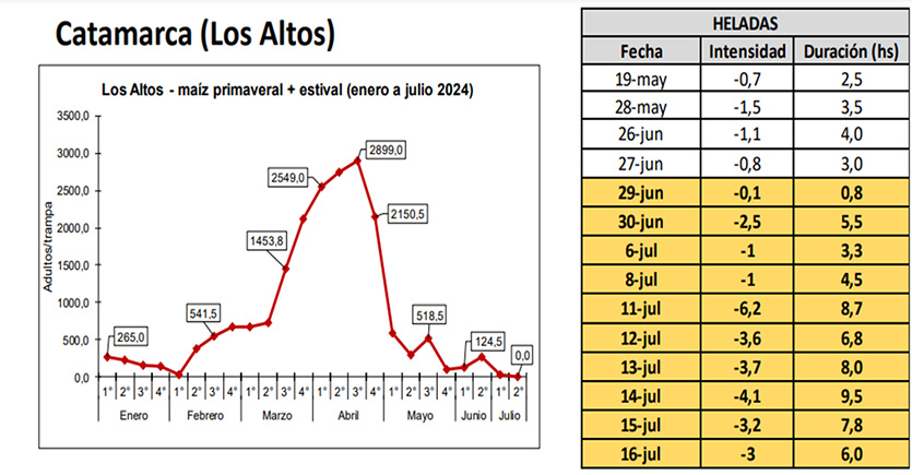 Figura 2: Dinámica poblacional de Dalbulus maidis en trampas cromáticas adhesivas. Tabla 2: Ocurrencia de heladas para Los Altos, mes de mayo, junio y julio de 2024. (Fuente: agromet.eeaoc.gob.ar).