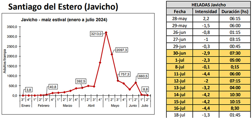 Figura 3: Dinámica poblacional de Dalbulus maidis en trampas cromáticas adhesivas. Tabla 3: Registros de heladas para Isca Yacu correspondiente al mes de mayo, junio y julio de 2024. (Fuente: agromet.eeaoc.gob.ar).