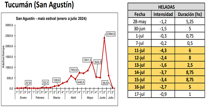 Figura 1: Dinámica poblacional de Dalbulus maidis en trampas cromáticas adhesivas. Tabla 1: currencia de heladas para San Agustín, mes de mayo, junio y julio de 2024. (Fuente: agromet.eeaoc.gob.ar).