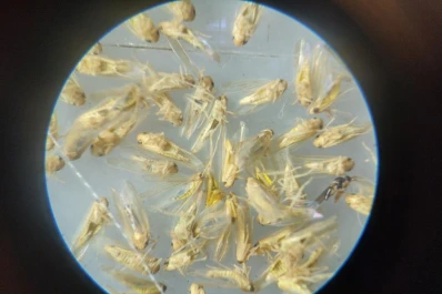 Cómo utilizar las trampas para el vector del achaparramiento