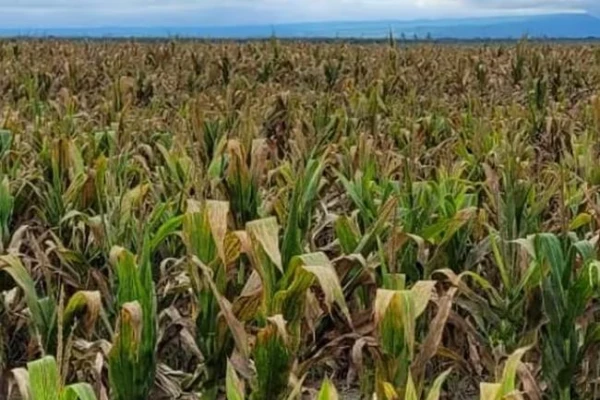 Las heladas afectaron a las poblaciones de chicharritas en el NOA, pero debe monitorearse