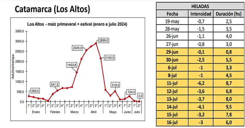 Figura 2: Dinámica poblacional de Dalbulus maidis en trampas cromáticas adhesivas. Tabla 2: Ocurrencia de heladas para Los Altos, mes de mayo, junio y julio de 2024. (Fuente: agromet.eeaoc.gob.ar).