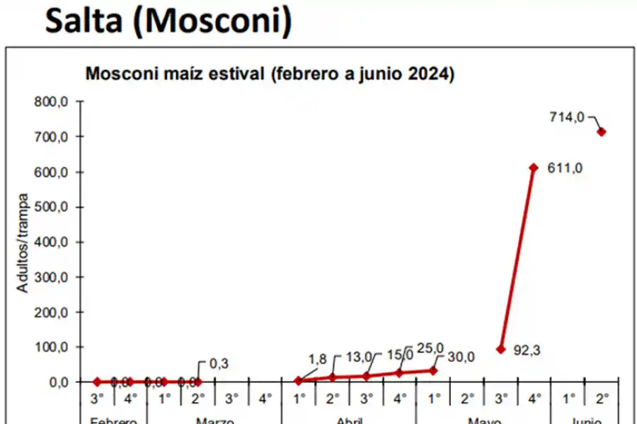 Figura 4: Dinámica poblacional de Dalbulus maidis en trampas cromáticas adhesivas para Gral. Mosconi correspondiente al periodo de mayo a junio de 2024.