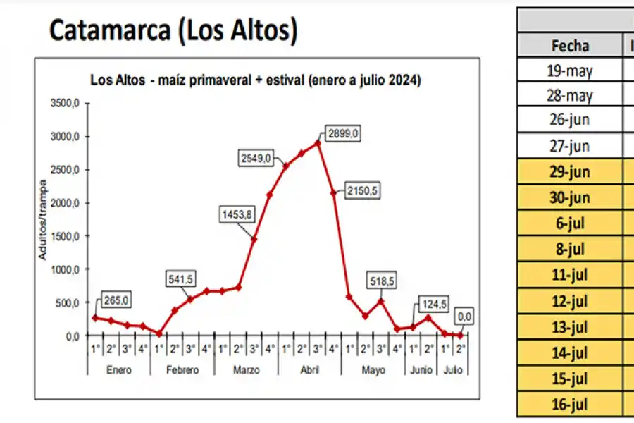 Figura 2: Dinámica poblacional de Dalbulus maidis en trampas cromáticas adhesivas. Tabla 2: Ocurrencia de heladas para Los Altos, mes de mayo, junio y julio de 2024. (Fuente: agromet.eeaoc.gob.ar).