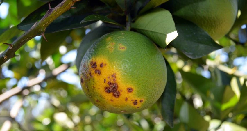 ENCRUCIJADA. Los productores del NOA muestran interés en producir naranjas, pero está latente el posible ingreso del HLB por plantines foráneos.