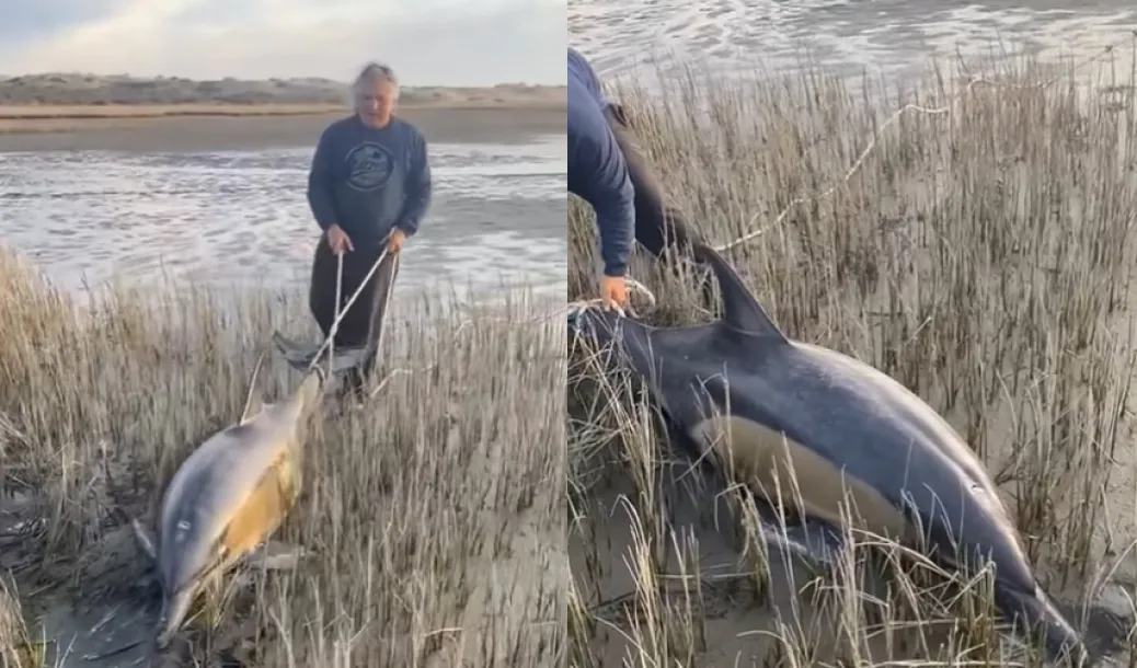Video: así fue el emotivo rescate de dos delfines varados en las playas de Río Negro