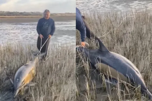 Video: así fue el emotivo rescate de dos delfines varados en las playas de Río Negro