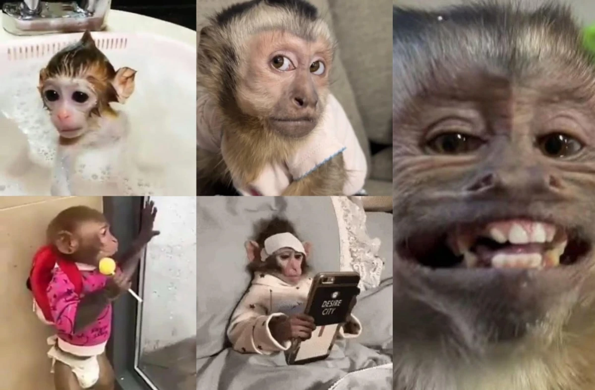 VIRAL. Muchos memes de monos en realidad son producto del maltrato animal. / CAPTURA DE PANTALLA.