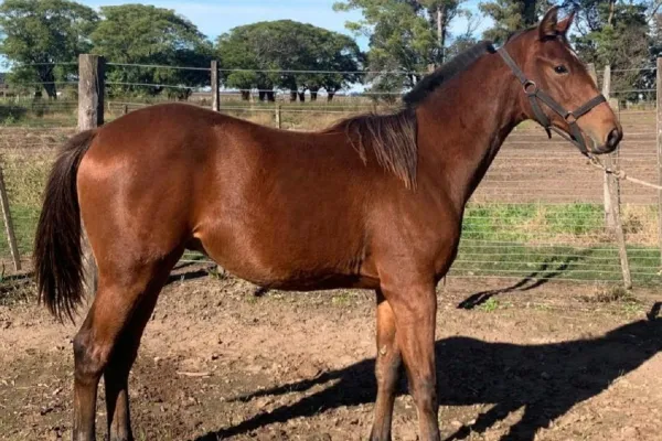 Los cuartos de milla, la gran atracción en el Hipódromo de Tucumán