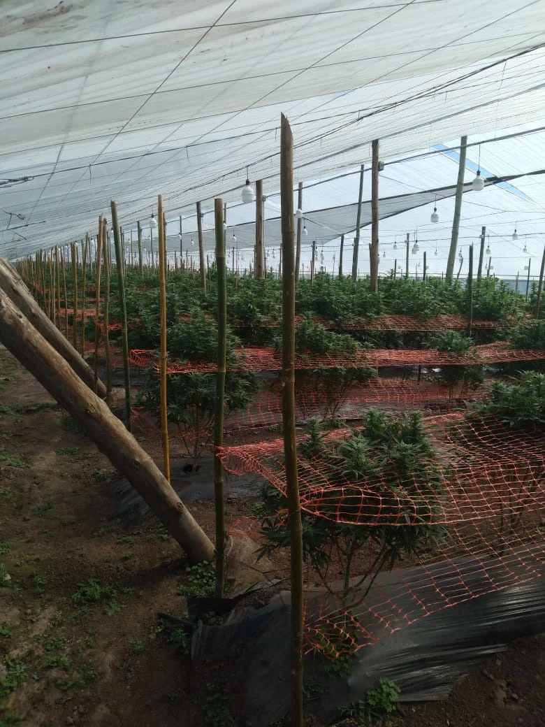 Proyecto científico: estaban autorizados a cultivar 500 plantas de marihuana