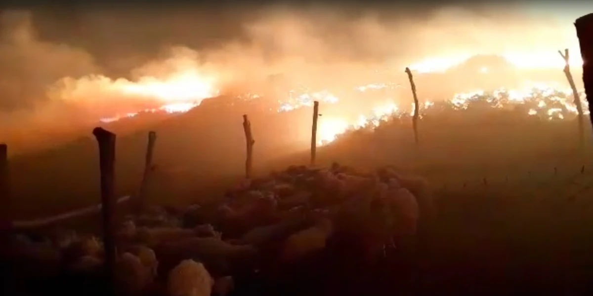 ANIMALES, EN PELIGRO. El incendio en San José de Chasquivil. GENTILEZA DE LOS LUGAREÑOS