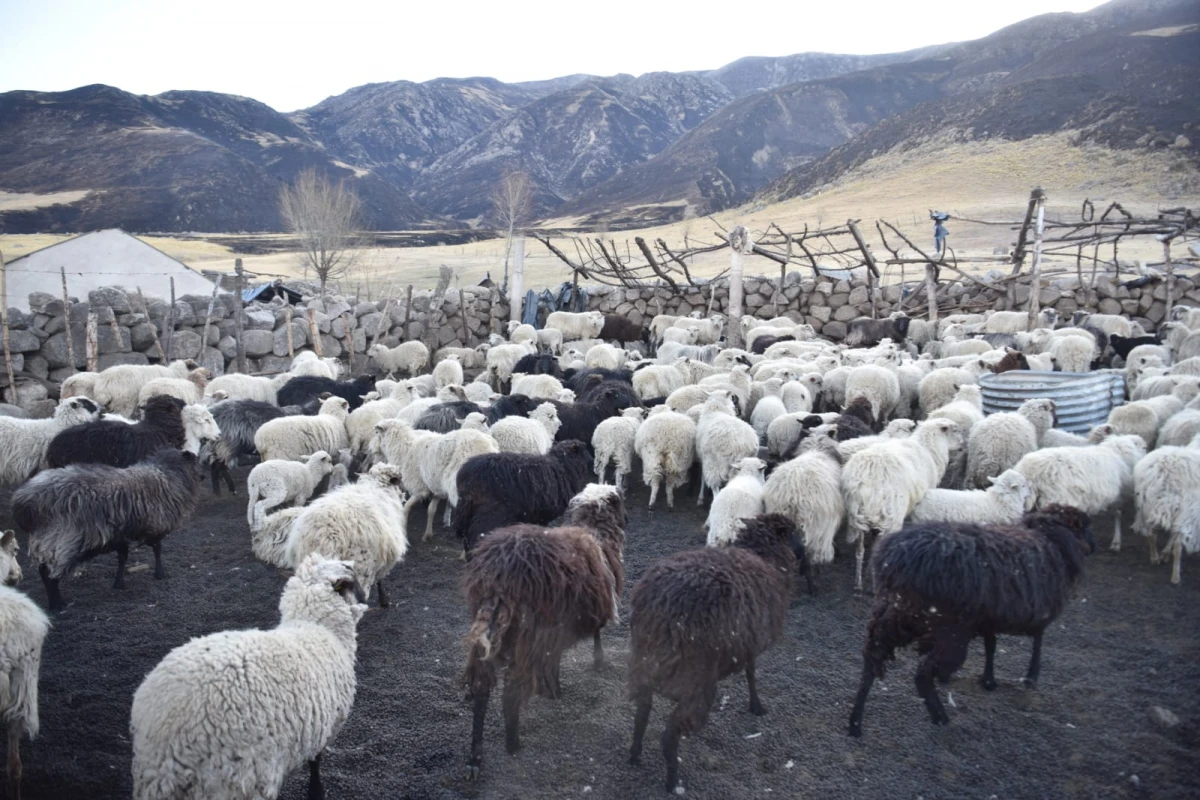 TODOS LA PASAN MAL. Los lugareños contaron que no tienen cómo alimentar a sus animales.