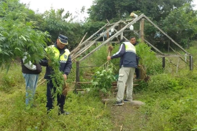 Un fallo favorece a los cultivadores de cannabis