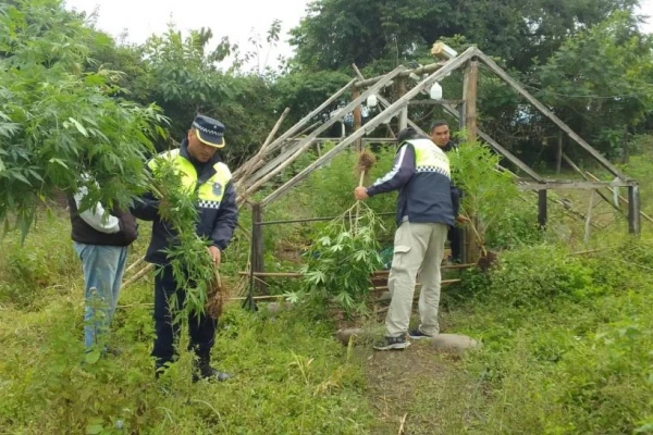 Un fallo favorece a los cultivadores de cannabis