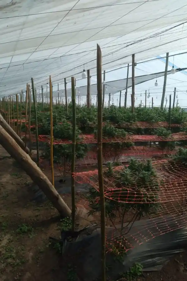 Un fallo favorece a los cultivadores de cannabis