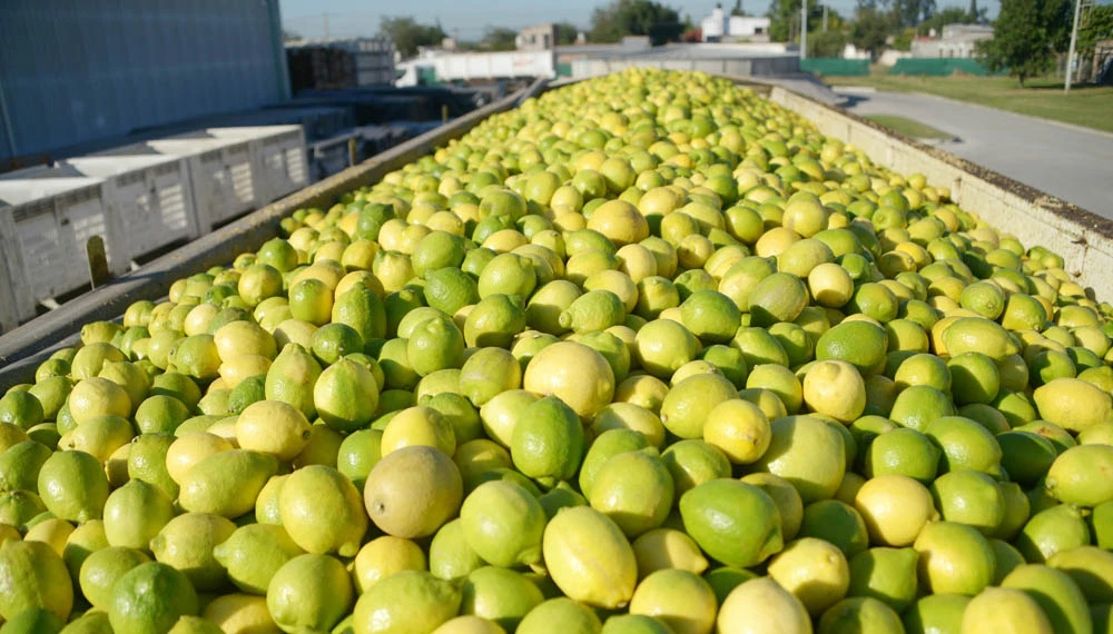 CÁSCARA DE LIMÓN. Esta era vista como subproducto de menor valor; pero últimamente se le halló múltiples usos.