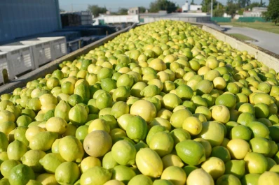 El limón aporta un 45% de las divisas del sector frutícola
