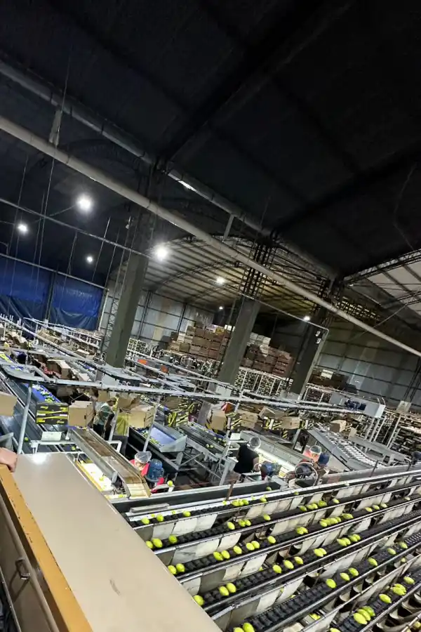 HereCitrus: limones tucumanos de calidad y para el mundo