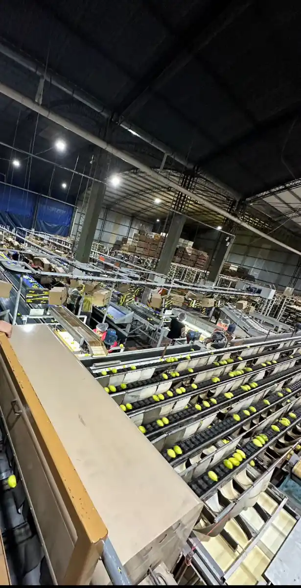 HereCitrus: limones tucumanos de calidad y para el mundo