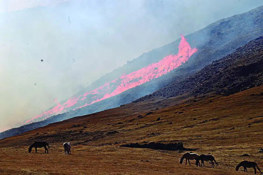 PELIGRO. Los caballos pastan mientras el fuego avanza hacia ellos.