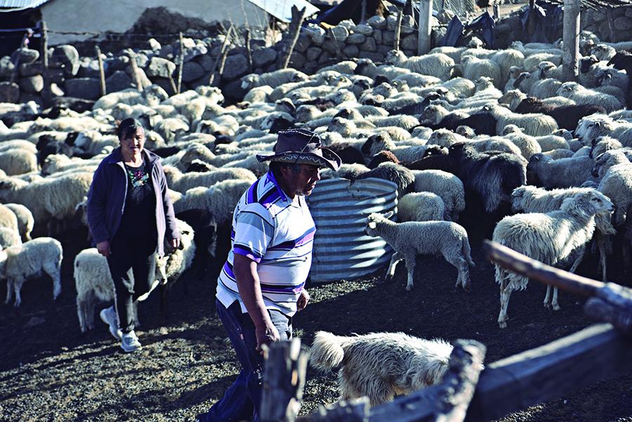 SIN PASTO. Preocupa la hambruna del ganado, que se queda sin pastizales.