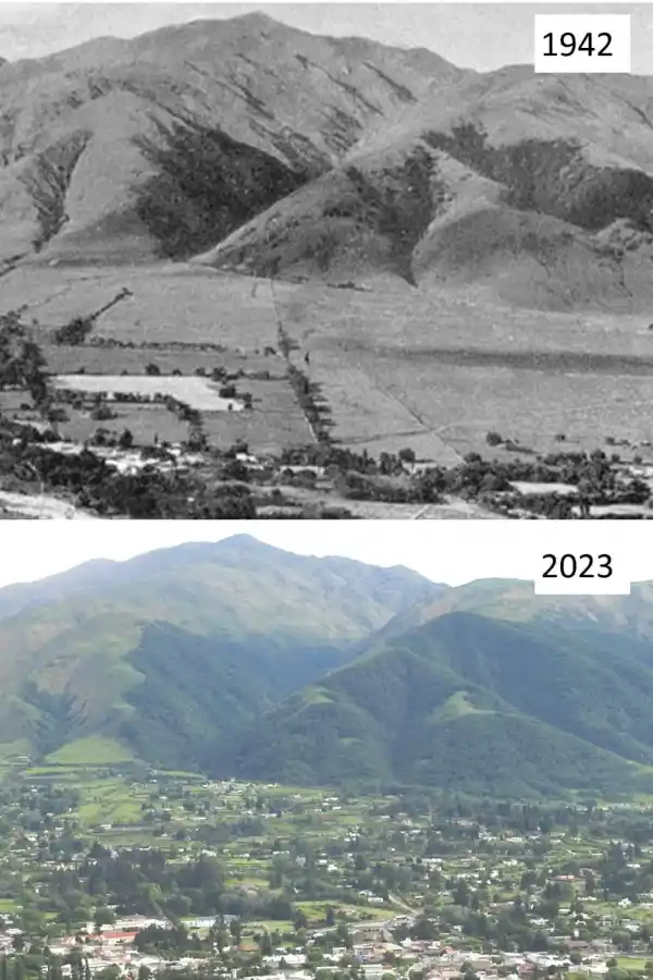 Incendio en Tafí del Valle: ¿por qué las consecuencias del fuego a veces no son tan graves como parecen?