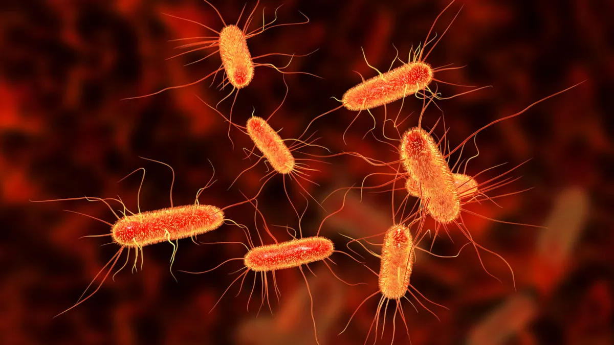 ¿De qué se trata la E. coli?