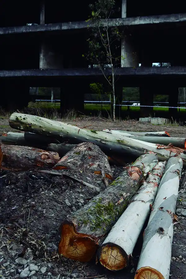 Cambiarán unos 80 eucaliptos en San Javier por árboles nativos