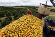 Las lluvias limitan la zafra sucroalcoholera y frenan la cosecha de limones en Tucumán