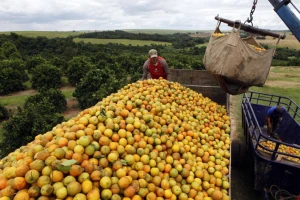 Las lluvias limitan la zafra sucroalcoholera y frenan la cosecha de limones en Tucumán