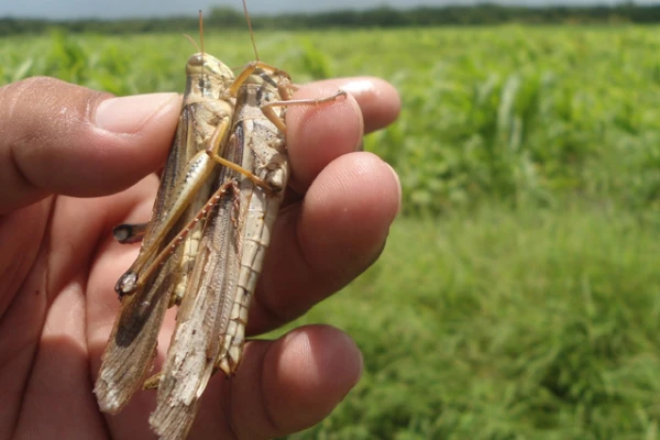Tres provincias, en alerta por langostas