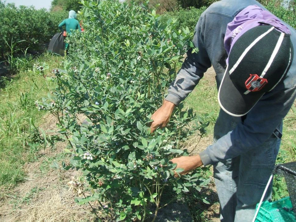 CIFRAS. Proyectan cosechar de 14.000 a 15.000 toneladas de arándanos.