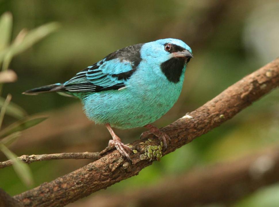 Parque Sierra de San Javier: la fuente de la biodiversidad del Gran Tucumán