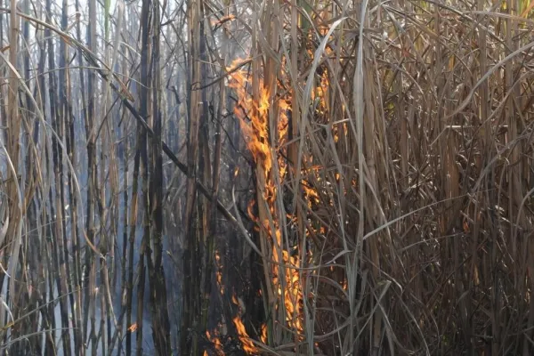 En Manantial Sur preocupan los constantes focos de incendios de caña