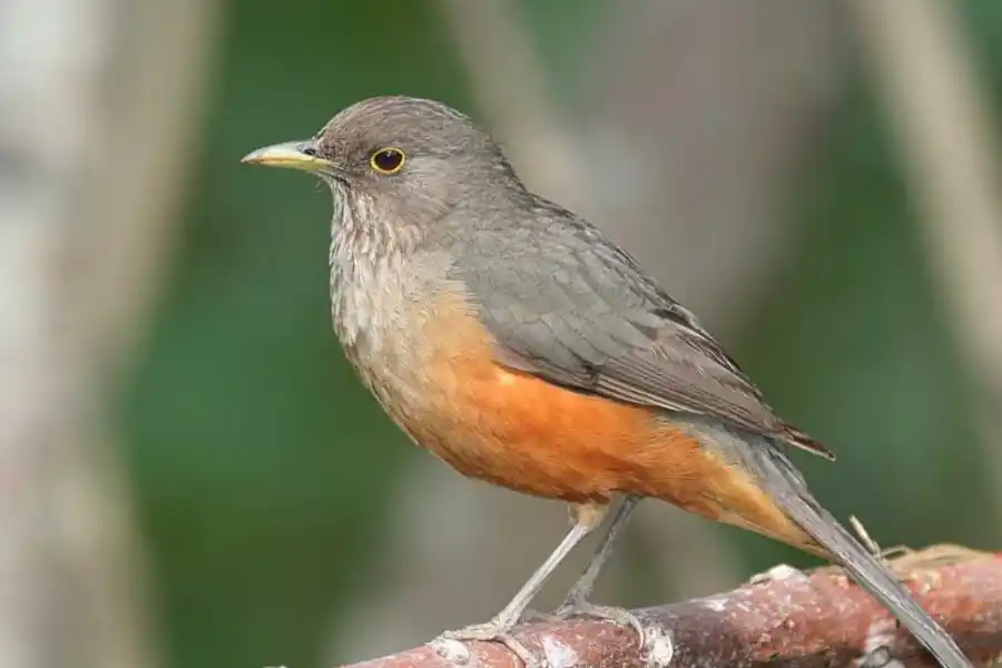 Parque Sierra de San Javier: la fuente de la biodiversidad del Gran Tucumán