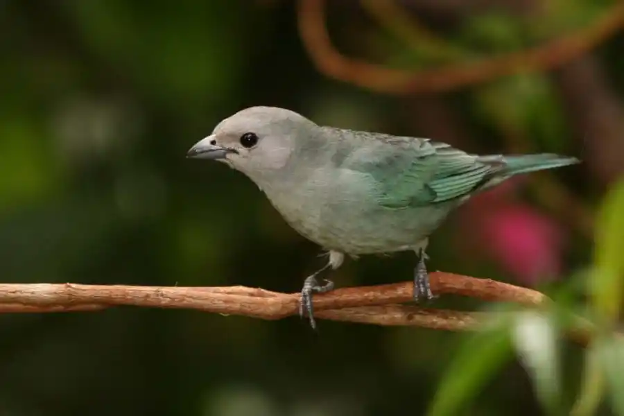 Parque Sierra de San Javier: la fuente de la biodiversidad del Gran Tucumán