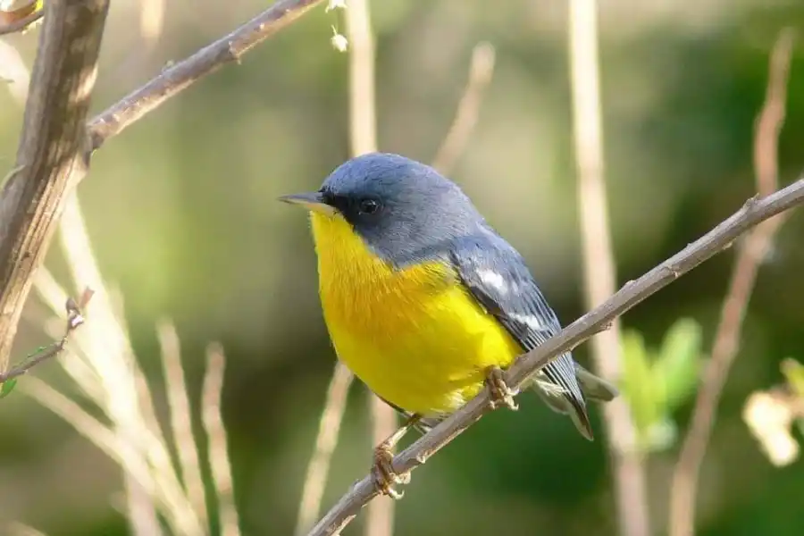 BIPODIVERSIDAD. Más de 200 especies de aves invitan a recorrer los senderos, combinando el trekking y el avistaje.