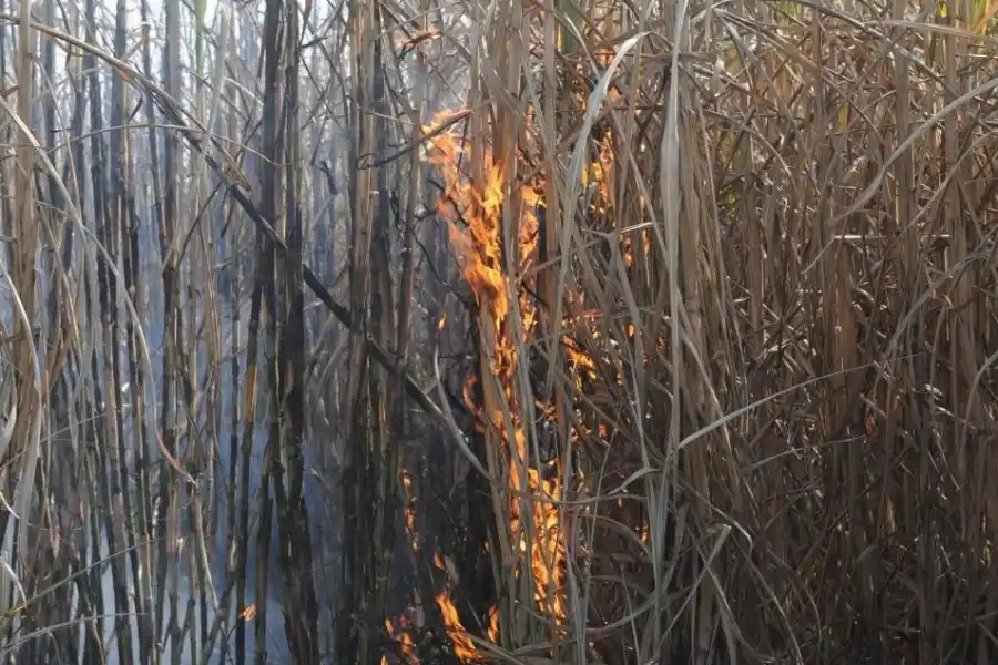 En Manantial Sur preocupan los constantes focos de incendios de caña