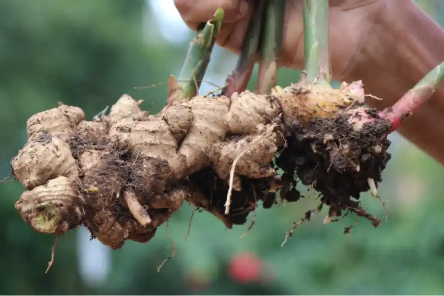 El jengibre, la planta que alivia los dolores del nervio ciático.