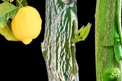 Cae la demanda de yemas de limón y crecen las de cítricos dulces en el NOA